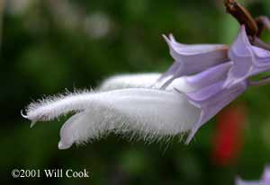 Salvia divinorum flower - by Will Cook